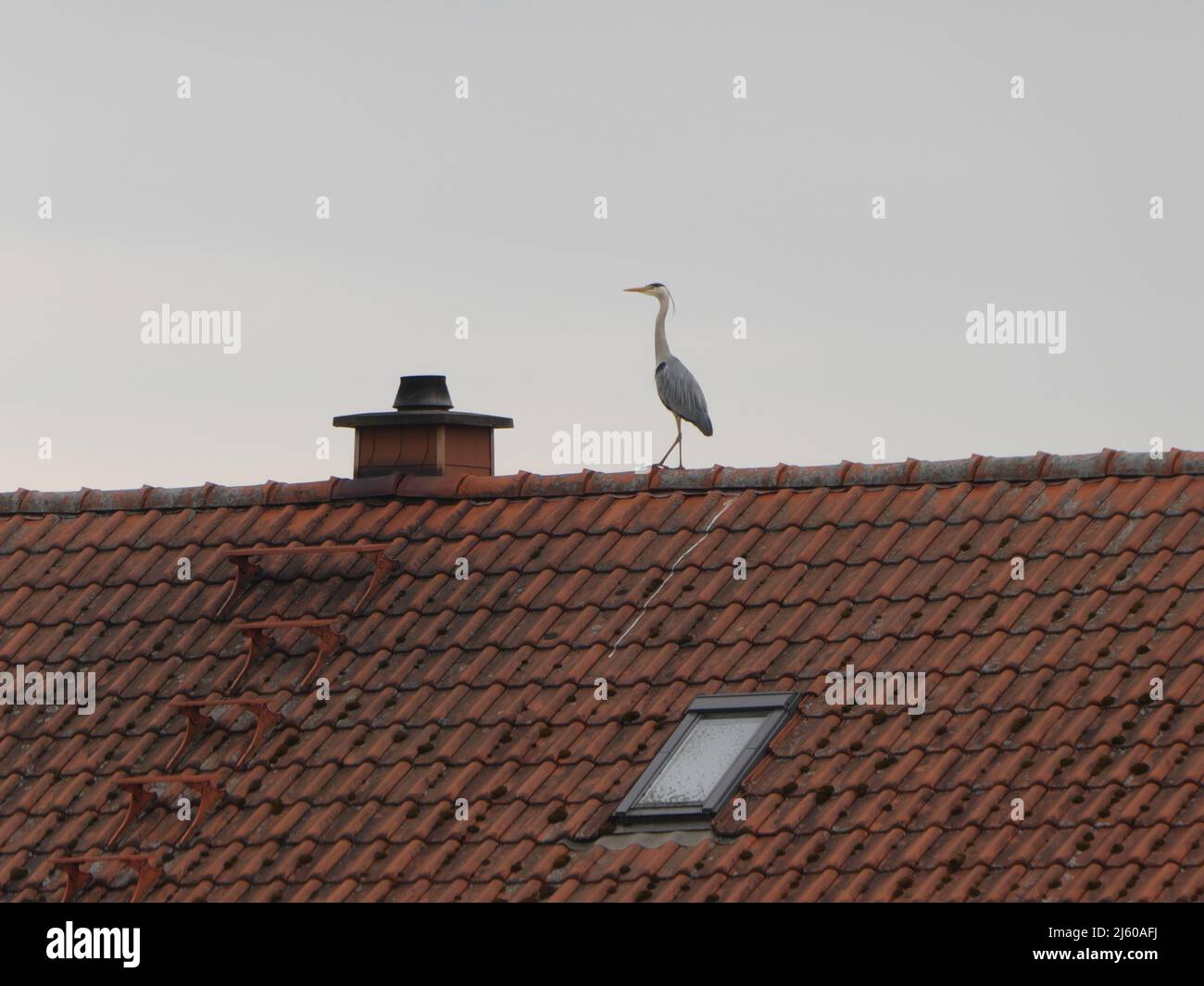 Grey heron standing on red roof Stock Photo
