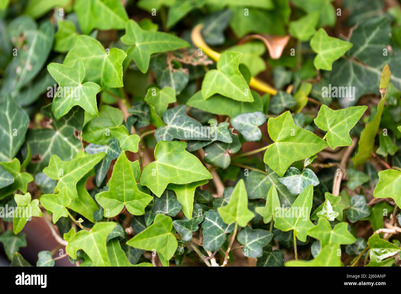 leaves of an ivy plant. carpet of green leaves Stock Photo Alamy