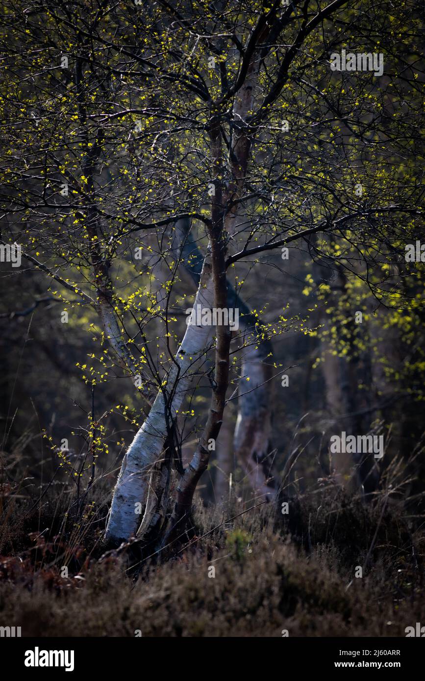 Woodland at  Dunwich Heath on the Suffolk Coast Stock Photo