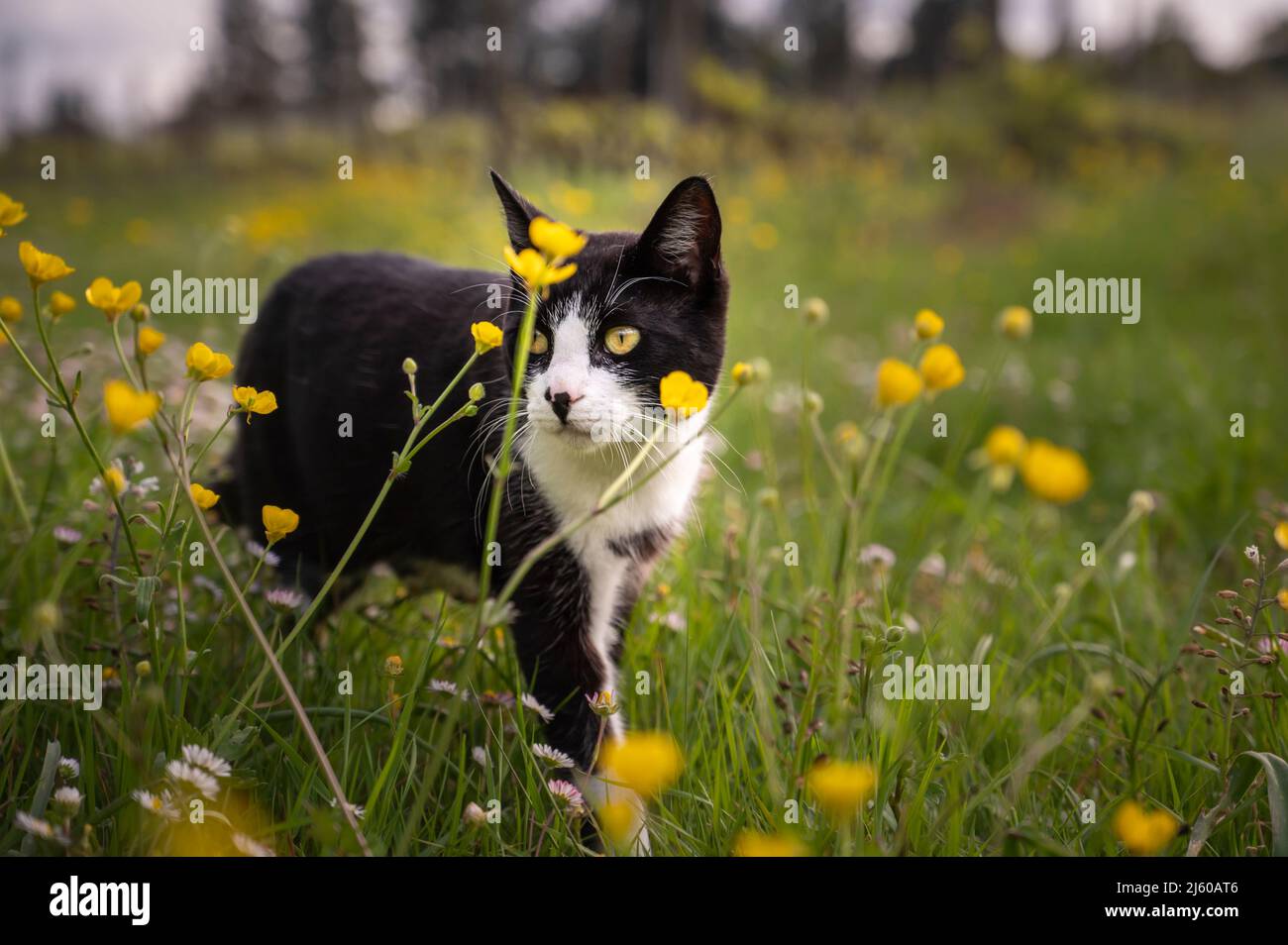 nice black and white cat playing in the lawn Stock Photo - Alamy