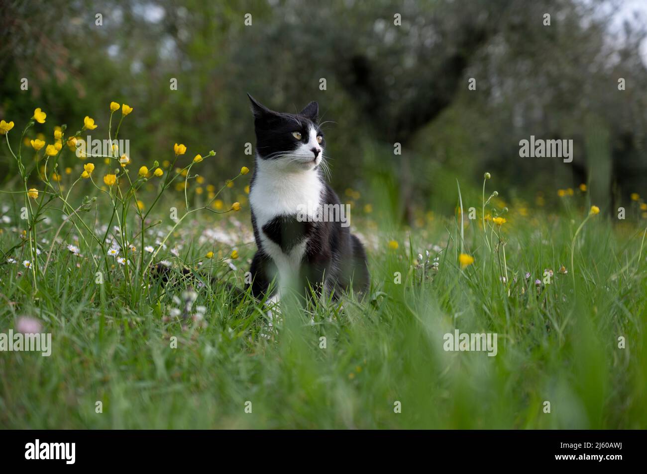nice black and white cat playing in the lawn Stock Photo - Alamy