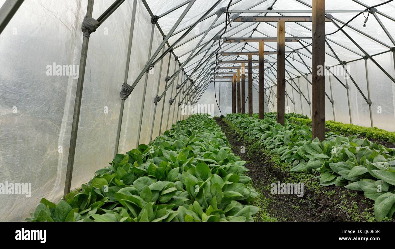 Spinach greenhouse folio harvest Spinacia oleracea rows fresh seedlings