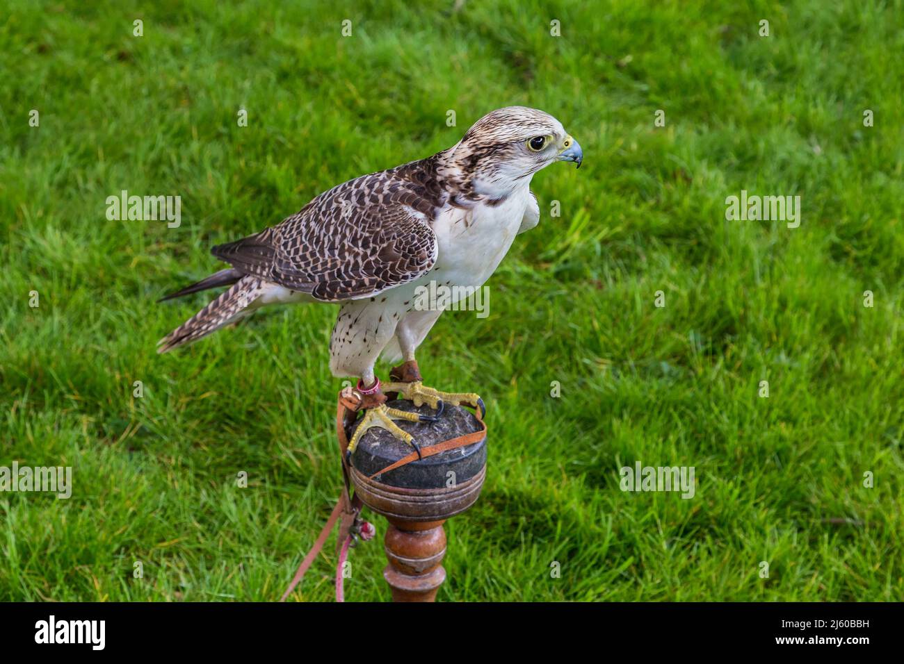 A Lanner Falcon stands alert on a perch before being flown at a falconry display. Stock Photo