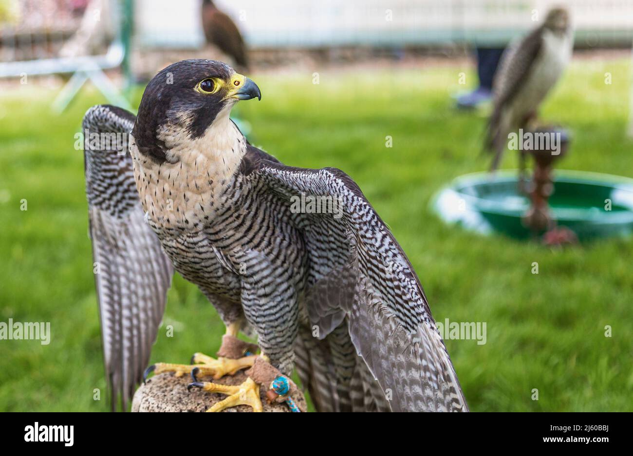 A Peregrine Falcon on a perch stretching it's wings before being flown at a falconry display. Stock Photo