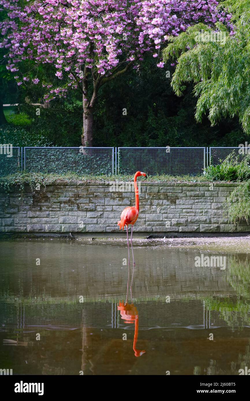 Flamingo im Stadtpark Mainz mit Reflektion im Wasser Stock Photo