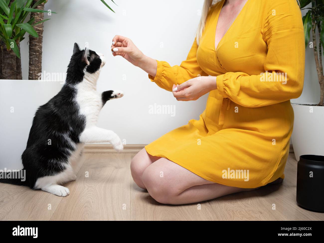 young female pet owner kneeling on the floor feeding hungry tuxedo cat with treats Stock Photo
