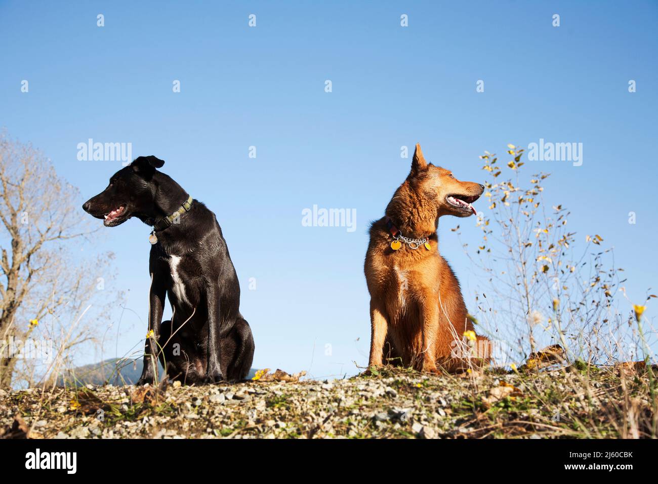 Two young dogs looking in opposite directions in the country Stock Photo