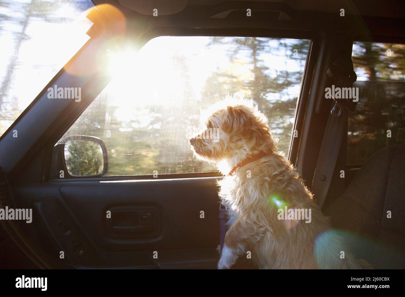 Female Terrier X sitting if front seat of vehicle Stock Photo