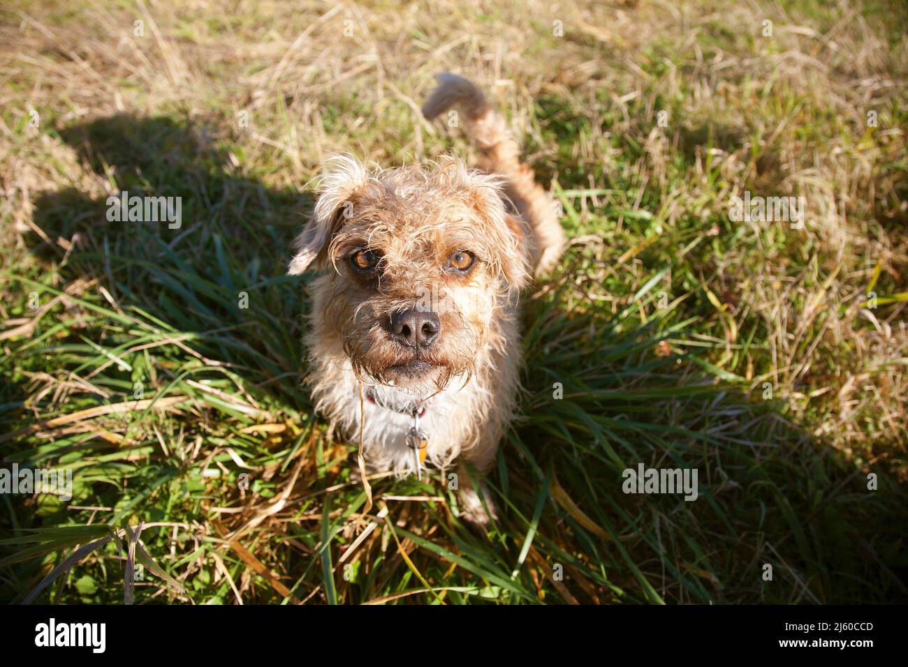 Portrait of female Terrier X Stock Photo
