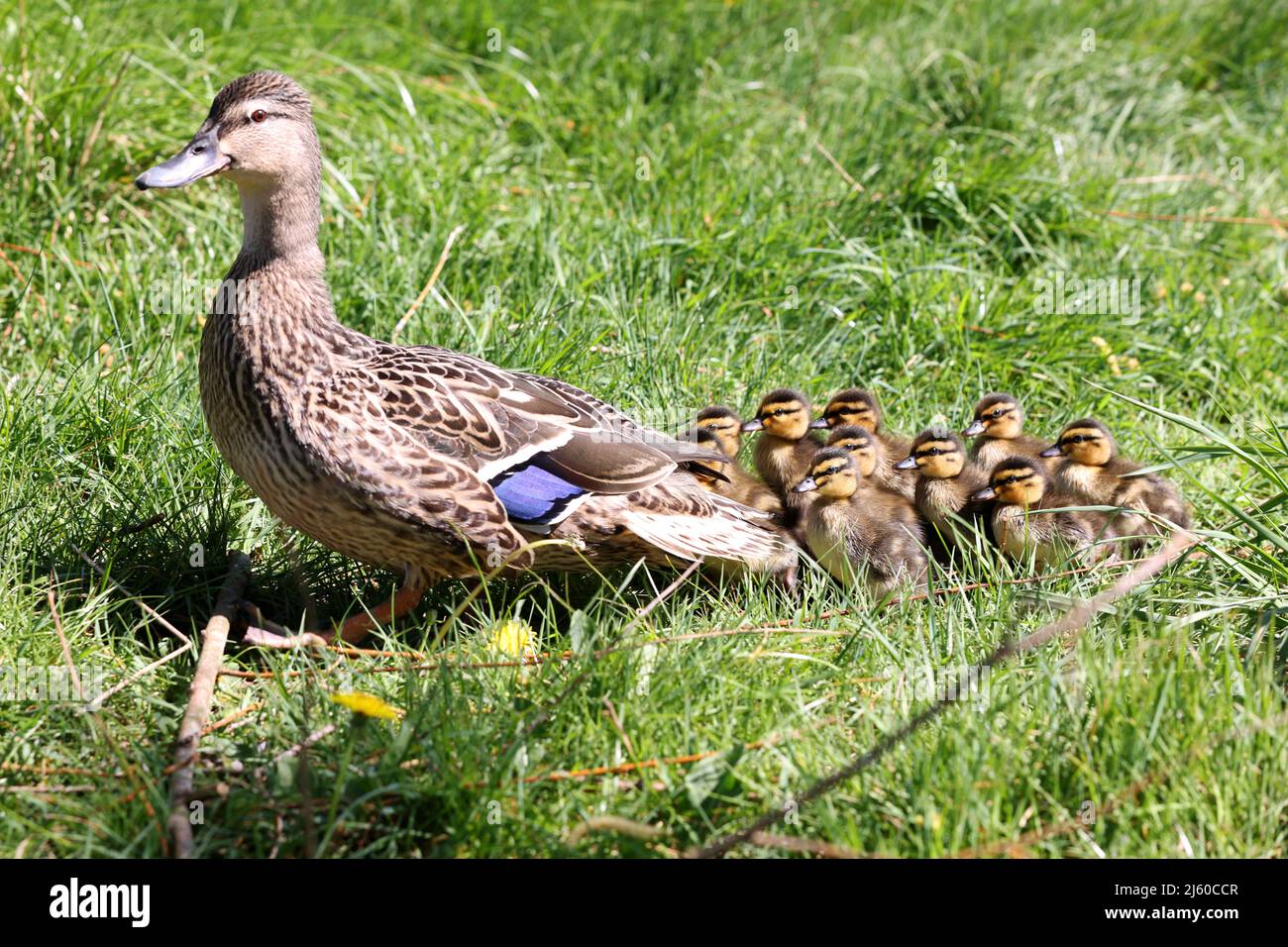 A Mother duck pictured with her ducklings following her about, West