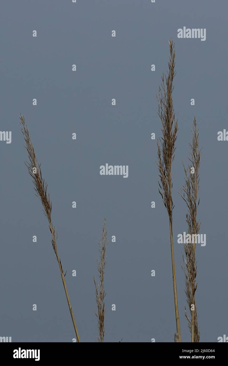 Environment weeds hi-res stock photography and images - Alamy