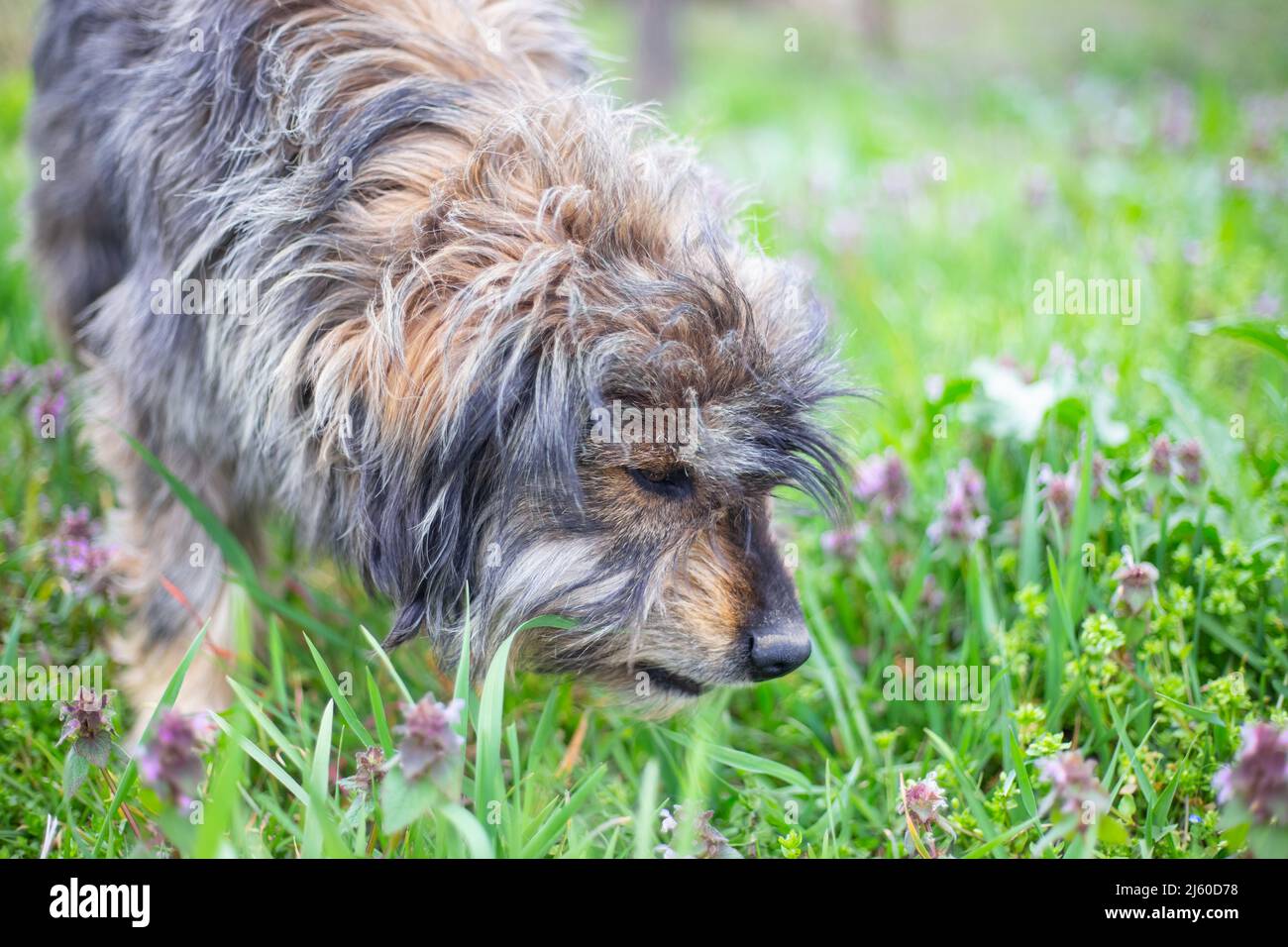 Shaggy dog sniffs spring flowers on a sunny day. Animals and nature. Stock Photo