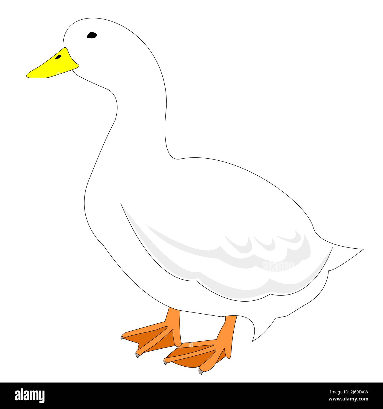 A white duck with white background Stock Photo - Alamy