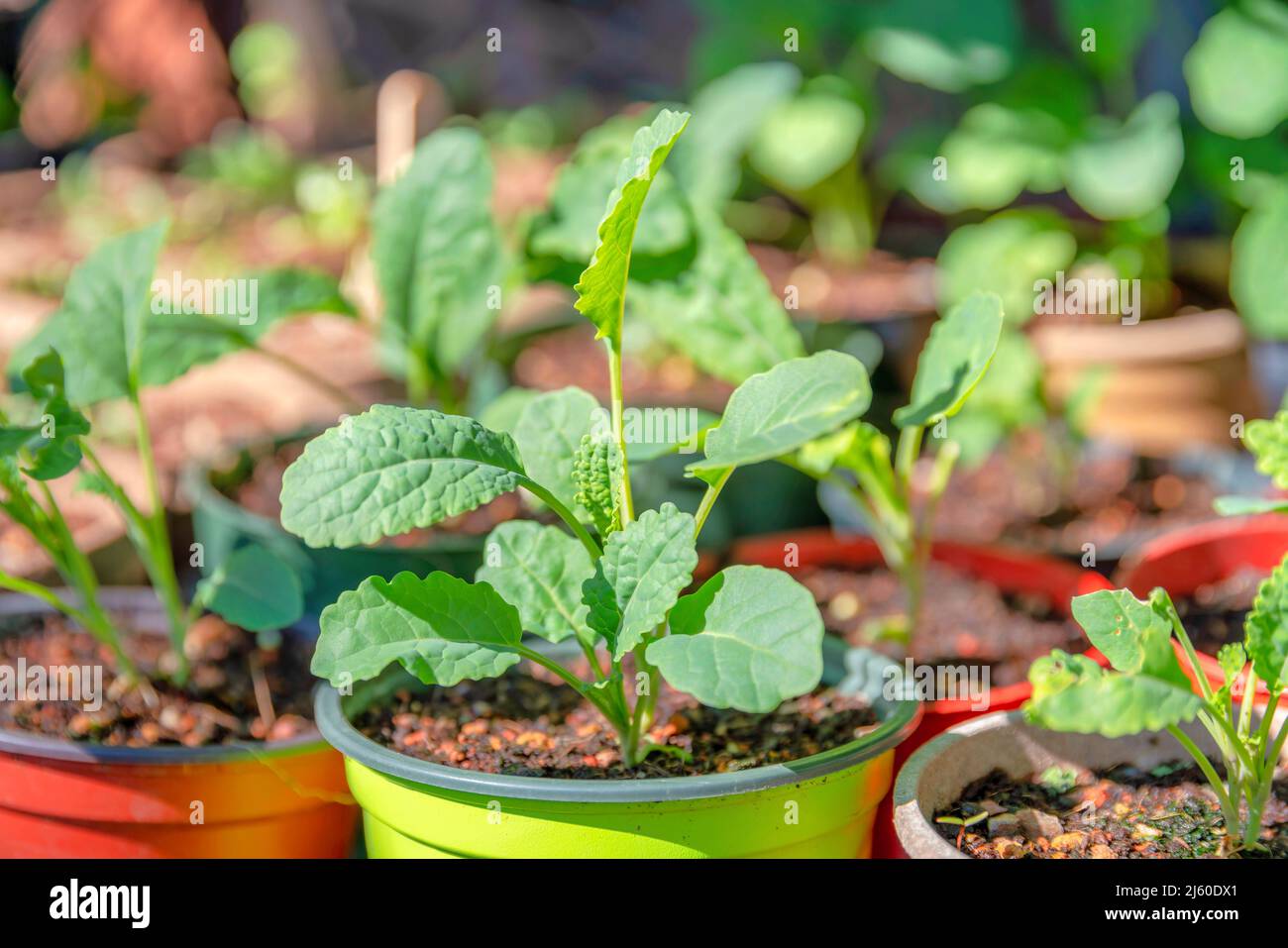 Potted fresh green vegetable plants in San Francisco, California Stock