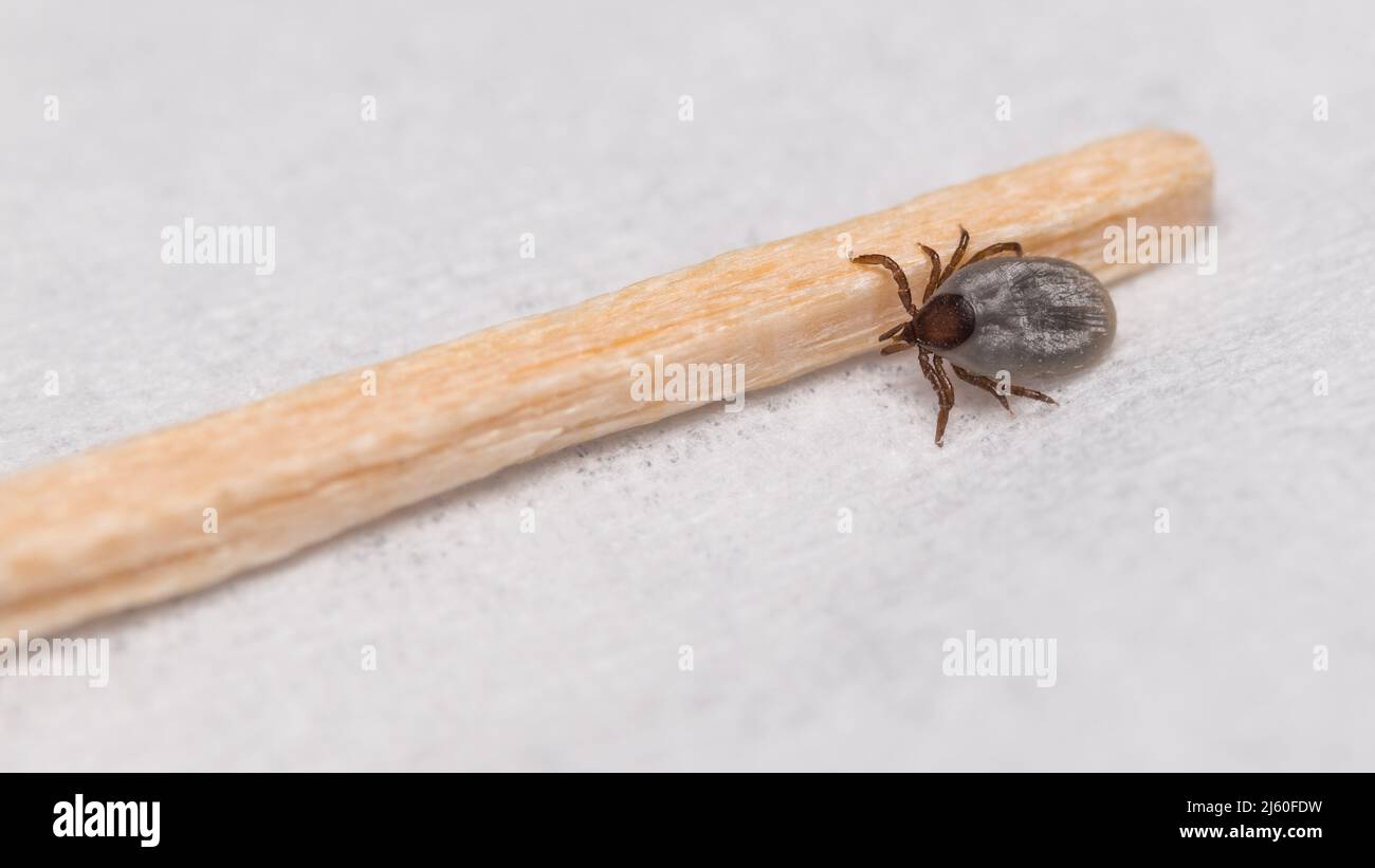 Closeup of small deer tick nymph on wood toothpick in doctor office or laboratory. Ixodes ricinus. Dangerous female parasitic mite full a sucked blood. Stock Photo