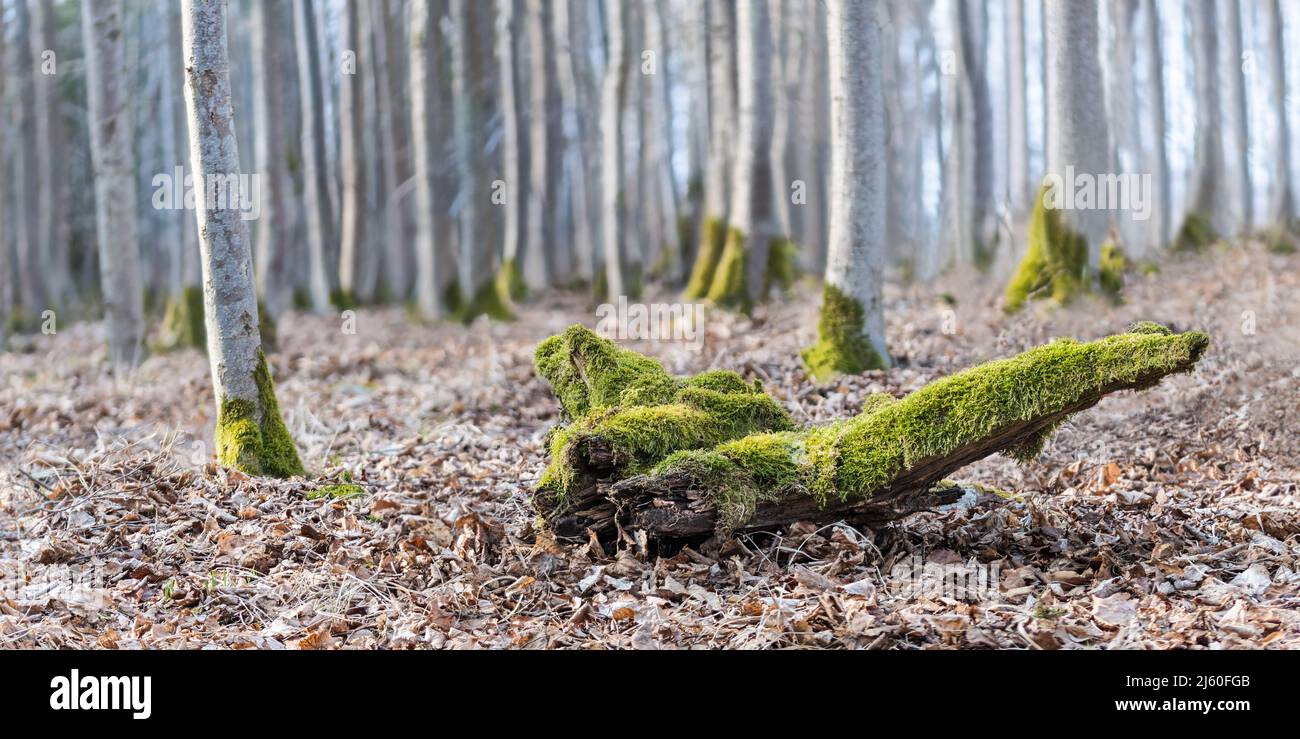 Old wood piece covered by green moss in dry brown leaves of winter rural forest. Close-up of rotting mossy wooden branch in blurred natural background. Stock Photo