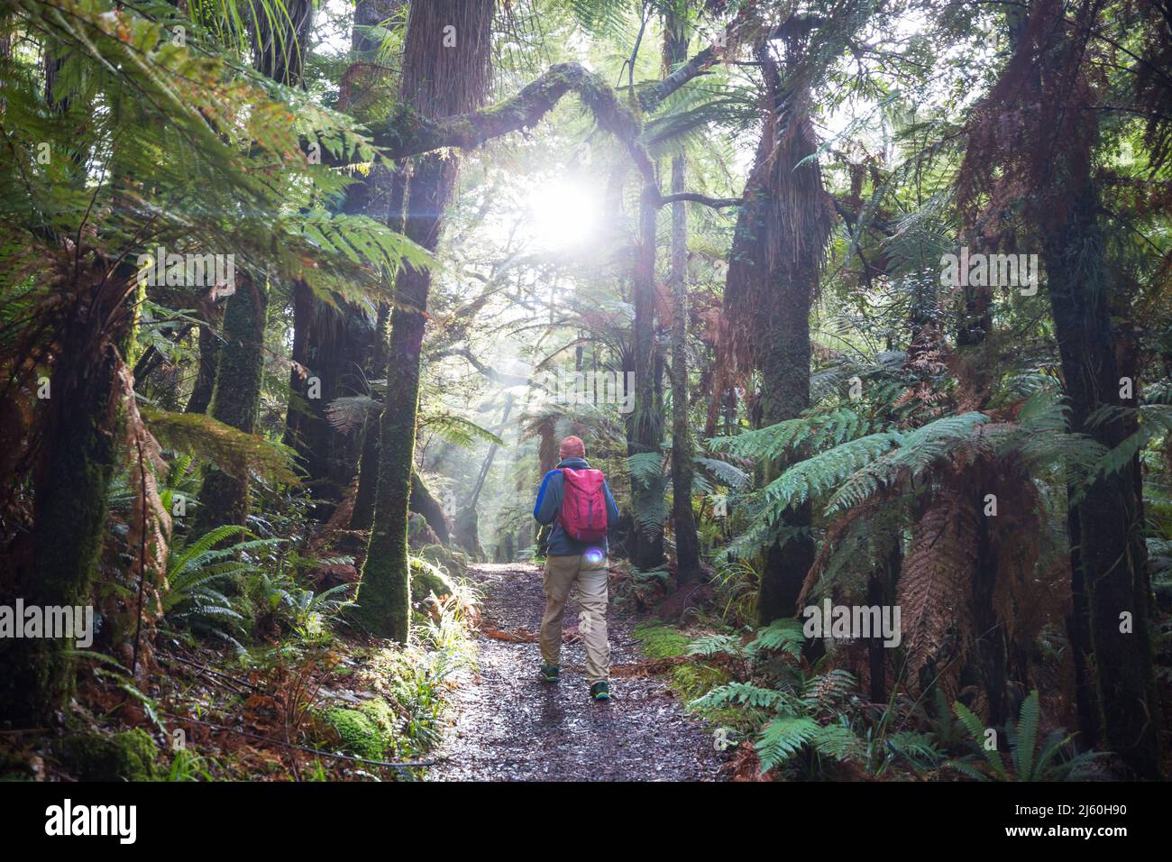 A hiker walks through a beautiful rain forest in New Zealand Stock ...