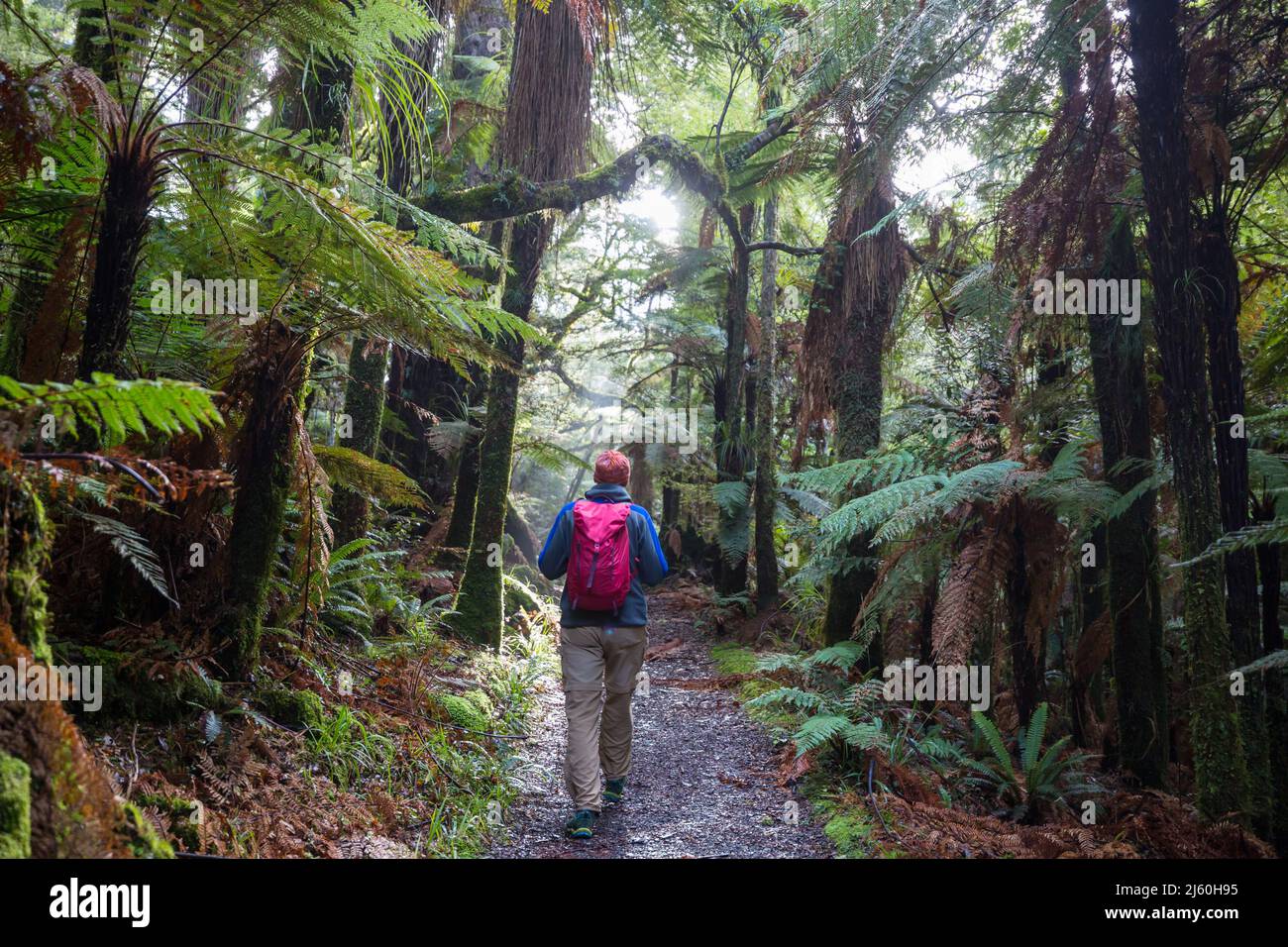 A hiker walks through a beautiful rain forest in New Zealand Stock ...