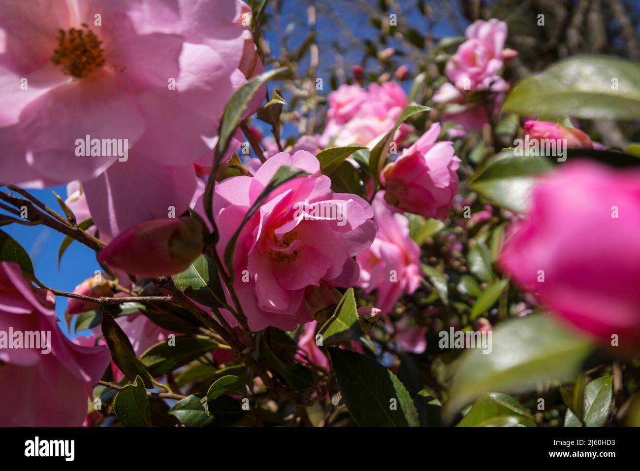 Pink Rose, beautiful nature background Stock Photo - Alamy