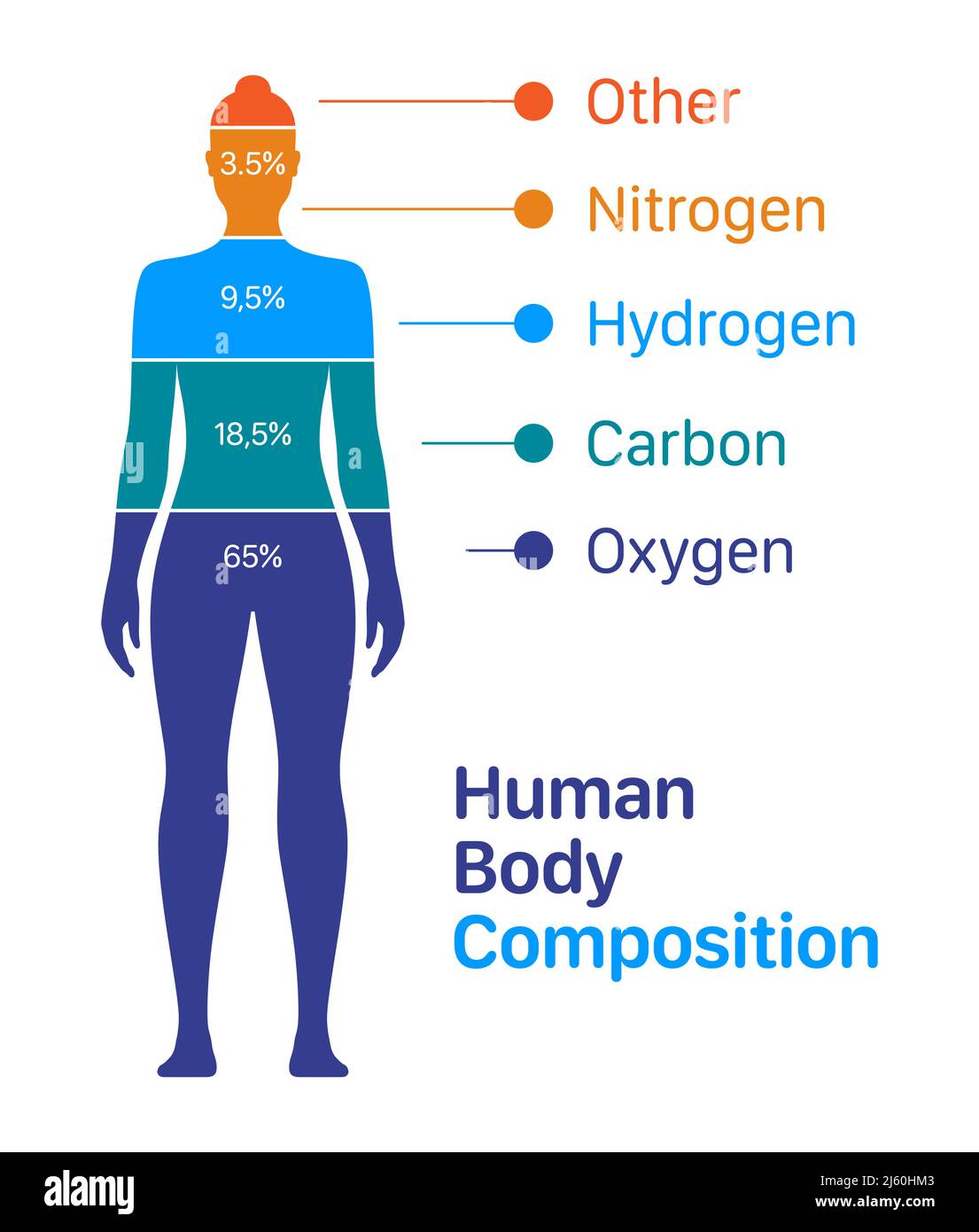 Woman body composition chart vector illustration. Percentage list of chemical elements contained within a human body. Stock Vector
