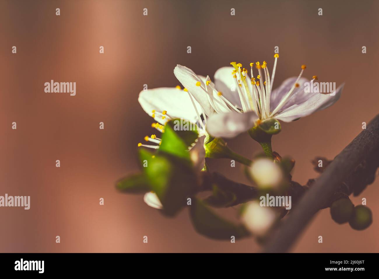 Close up at blooming plum flowers. Stock Photo