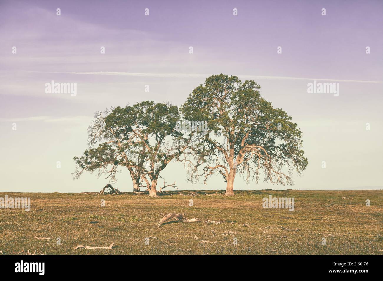 Pair of valley oak trees, Quercus lobata, in the prairie at North Table Mountain Ecological Reserve, California, USA. Stock Photo