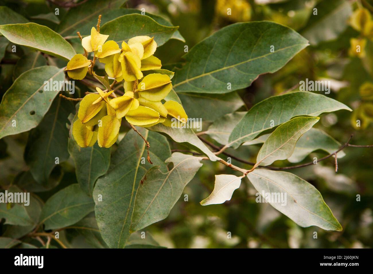 branch of mufumbo (or mofumbo) foot with leaves and flowers Stock Photo