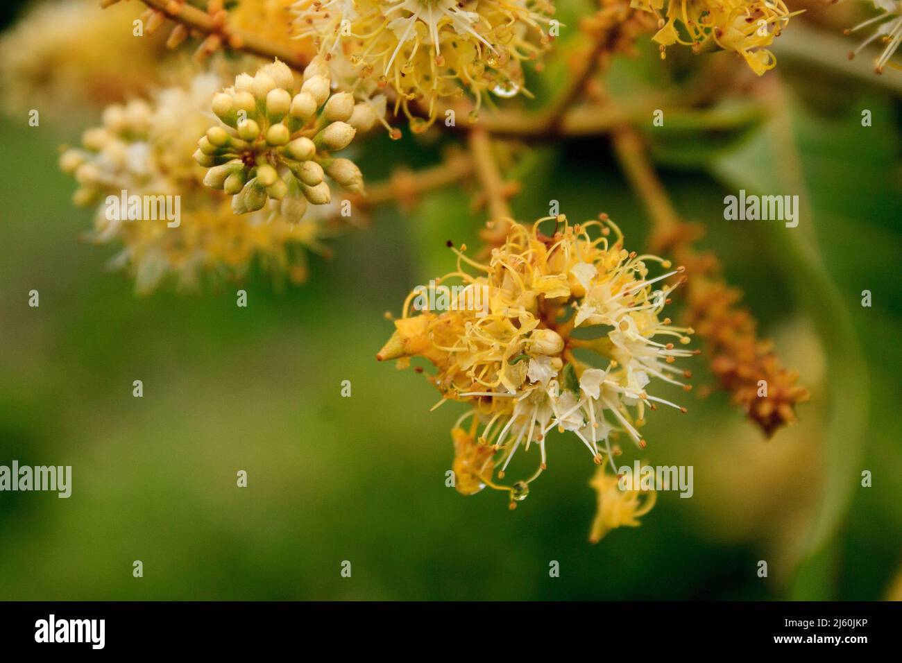 mufumbo (or mofumbo) standing flowers in closeup Stock Photo