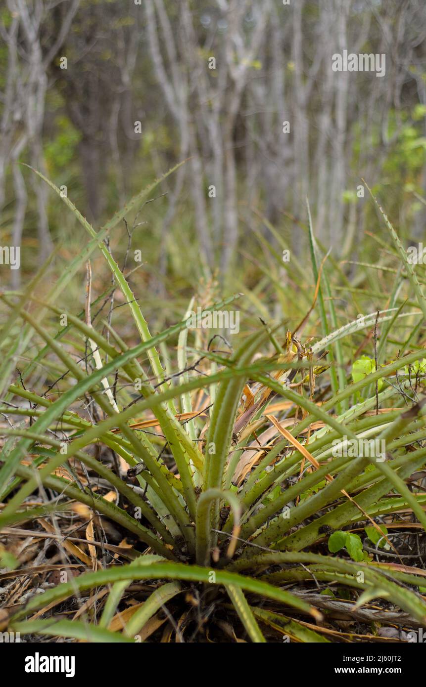 Laciniosa bromeliad known as macambira in the caatinga forest, northeastern Brazilian biome Stock Photo