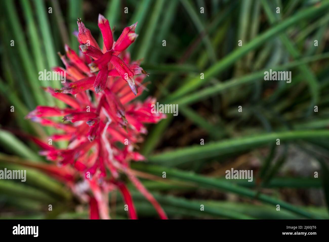detail of bromeliad known as macambira in the caatinga Stock Photo