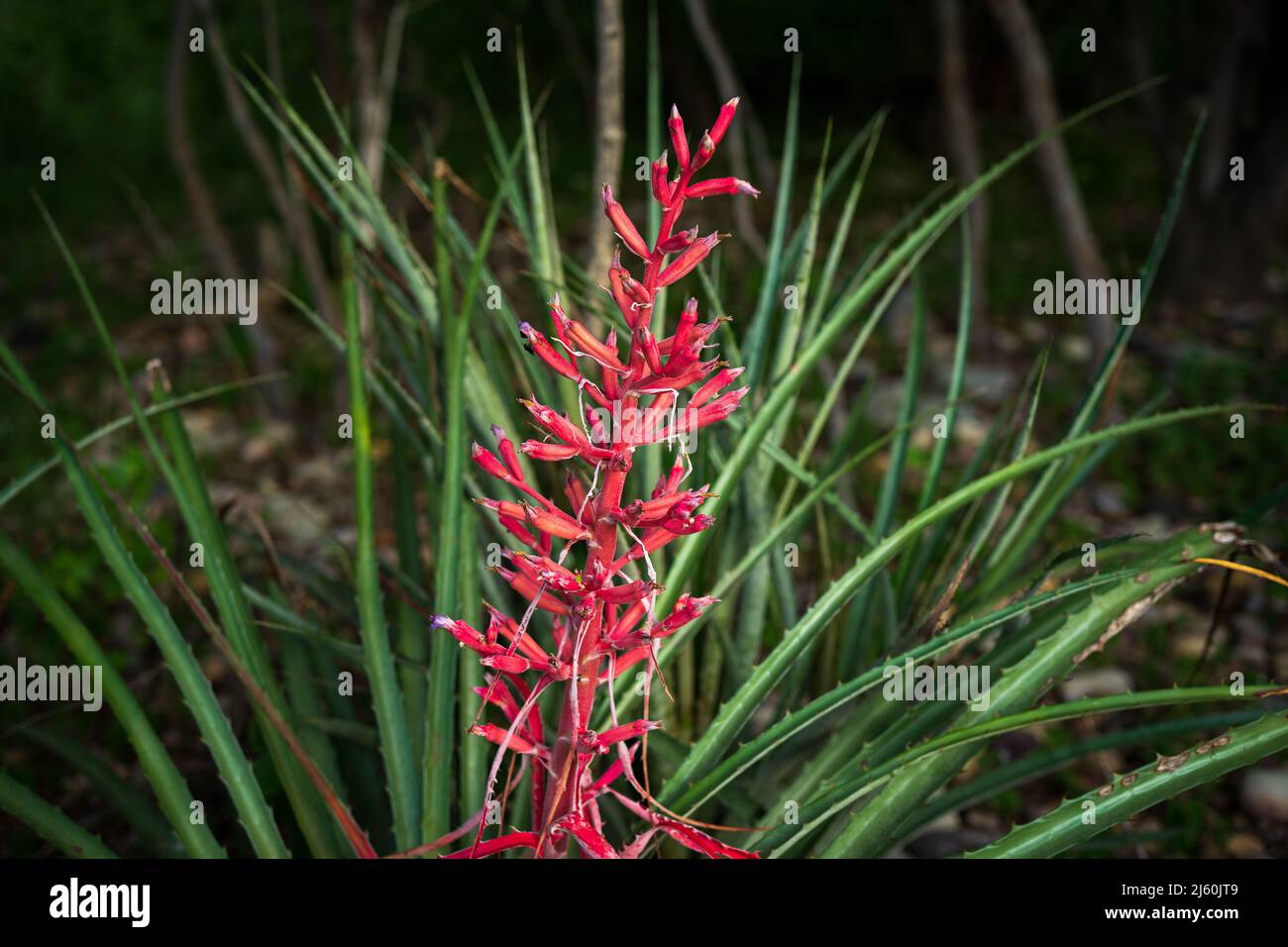 bromeliads natively known as macambira in the caatinga of northeastern Brazil Stock Photo