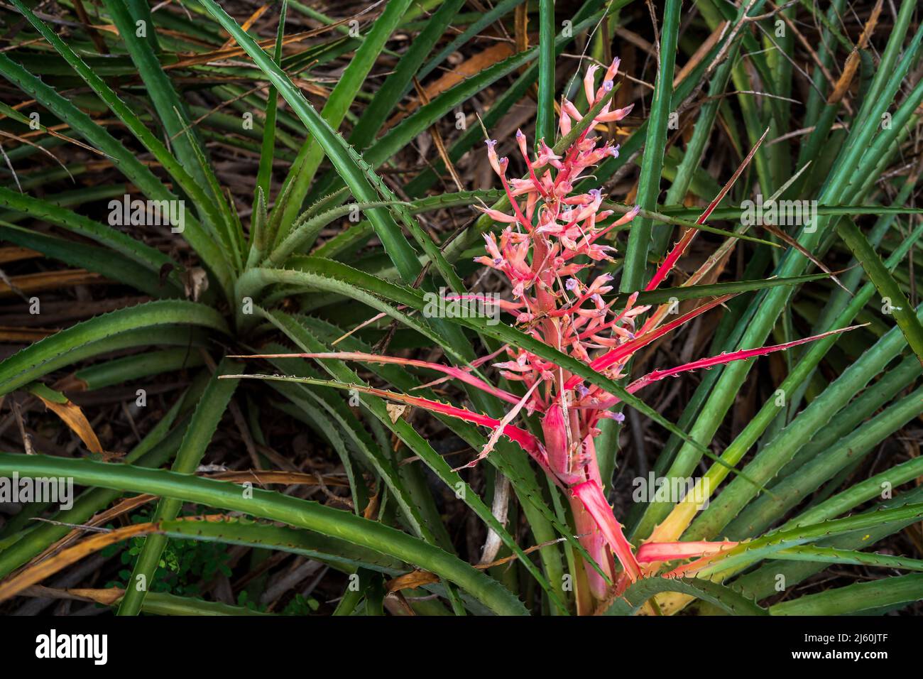 bromeliads natively known as macambira in the caatinga of northeastern Brazil Stock Photo