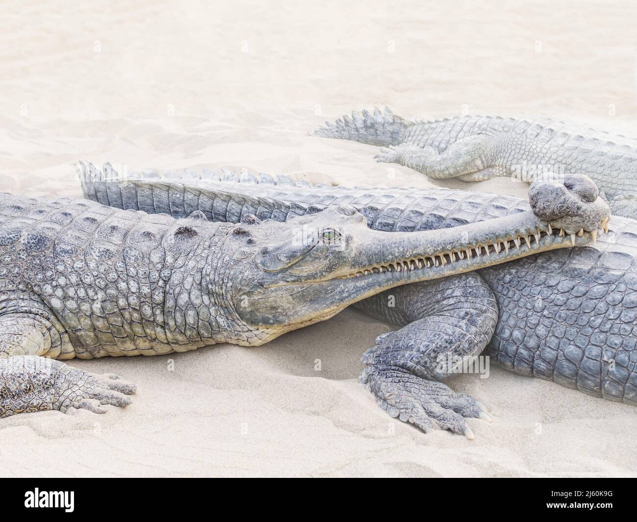 Crocodiles (Gavialis gangeticus) family relaxing on beach in Chitwan National Park, Nepal Stock Photo
