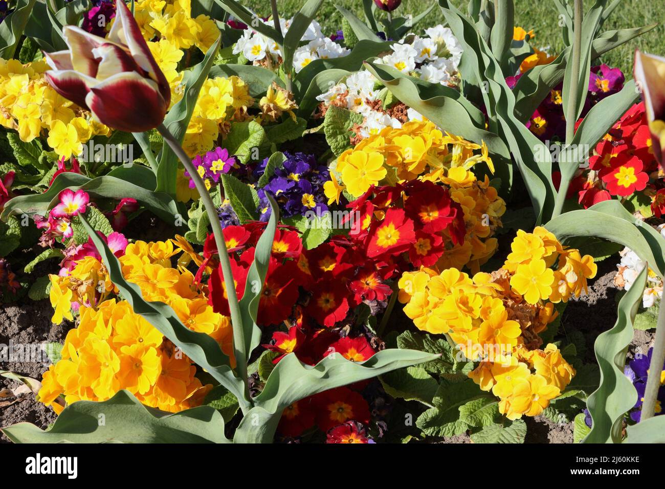 spring bedding plants, flowers in parkland garden. primrose - primula vulgaris Stock Photo