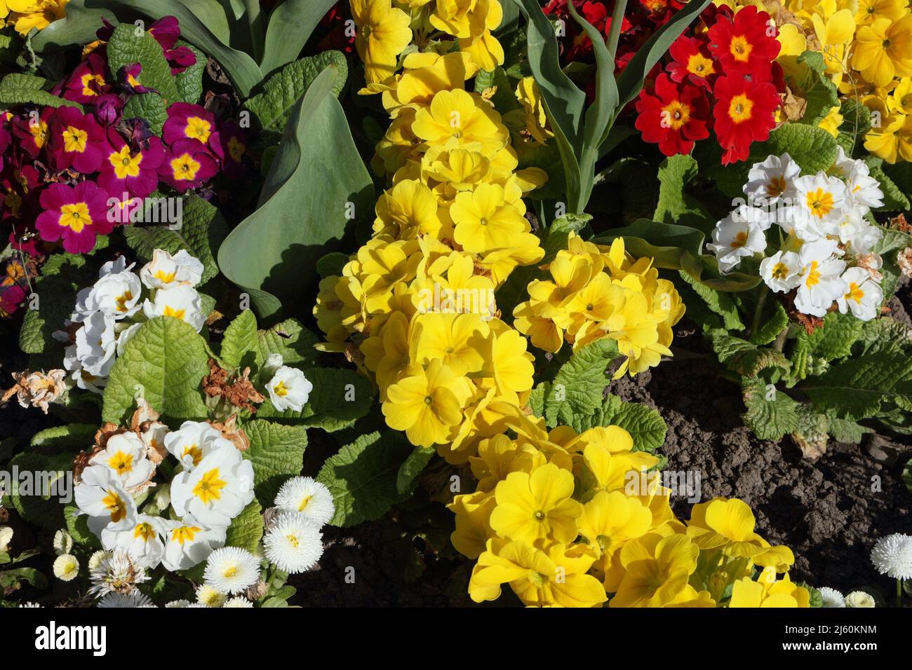 spring bedding plants, flowers in parkland garden primrose - primula vulgaris bollm blossom Stock Photo