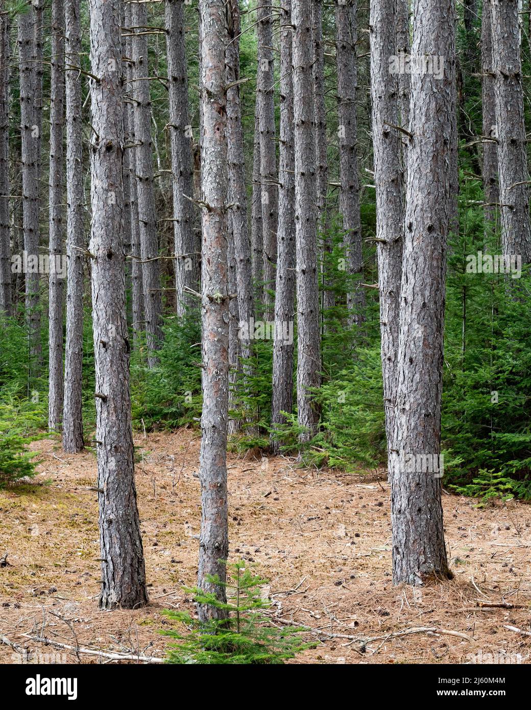 A pine plantation in the Speculator Tree Farm in the Adirondack Mountains, NY in early spring Stock Photo
