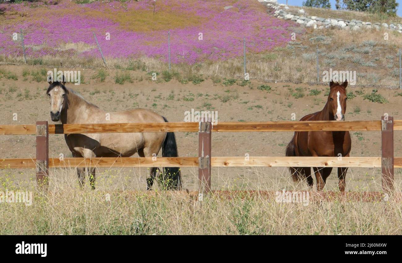Agua Dulce, California, USA 17th April 2022 A general view of atmosphere of Horses near Vasquez