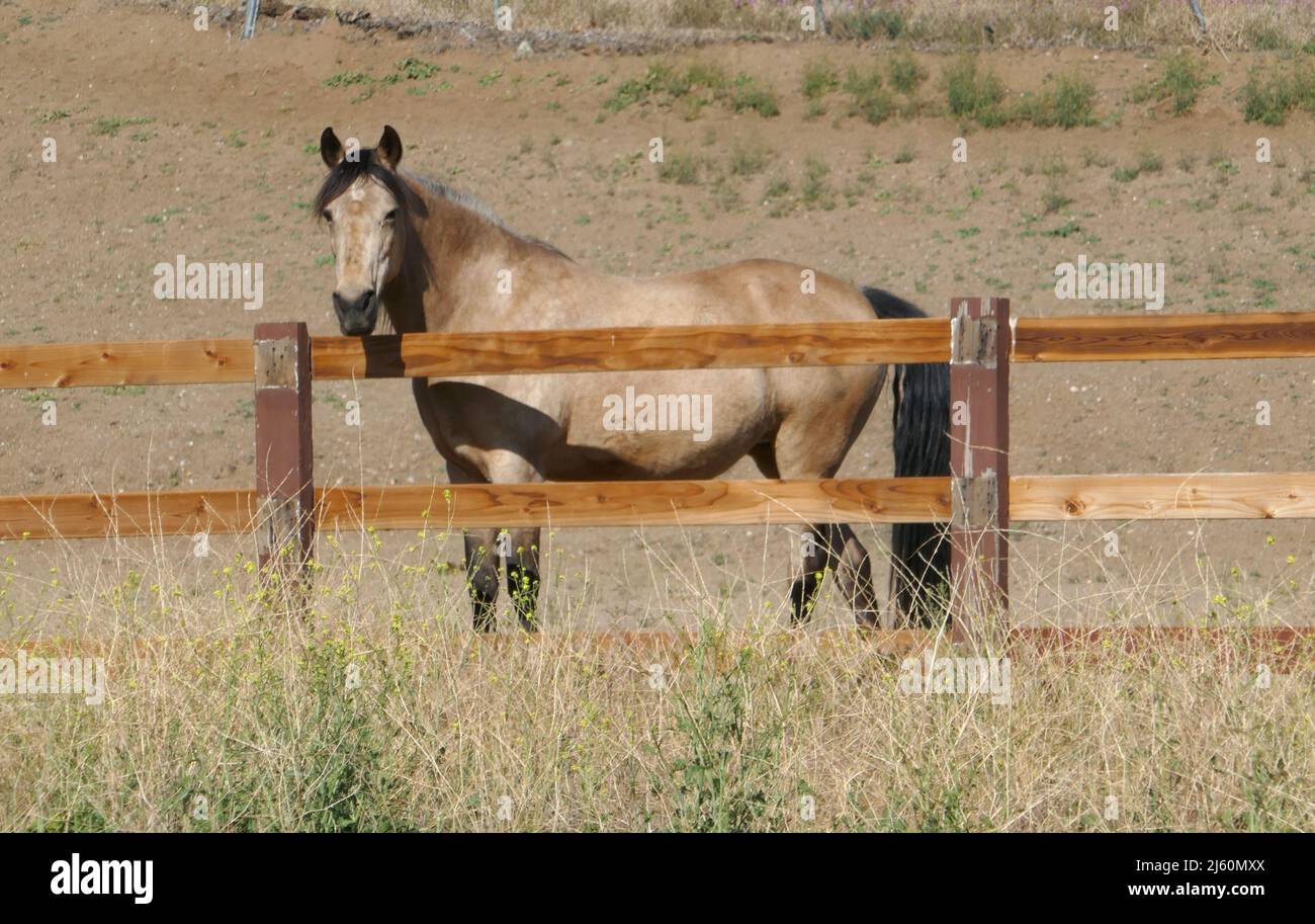 Agua Dulce, California, USA 17th April 2022 A general view of atmosphere of Horse near Vasquez