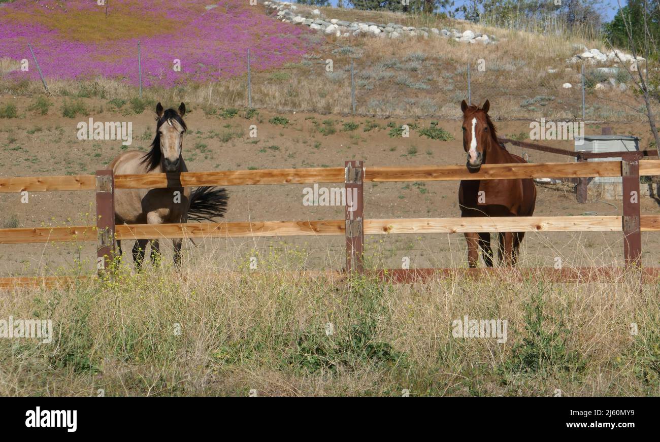 Agua Dulce, California, USA 17th April 2022 A general view of atmosphere of Horses near Vasquez