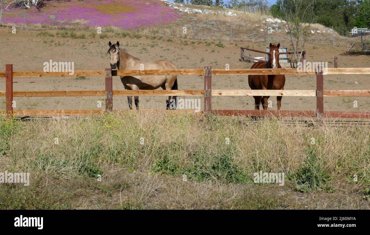 Agua Dulce, California, USA 17th April 2022 A general view of