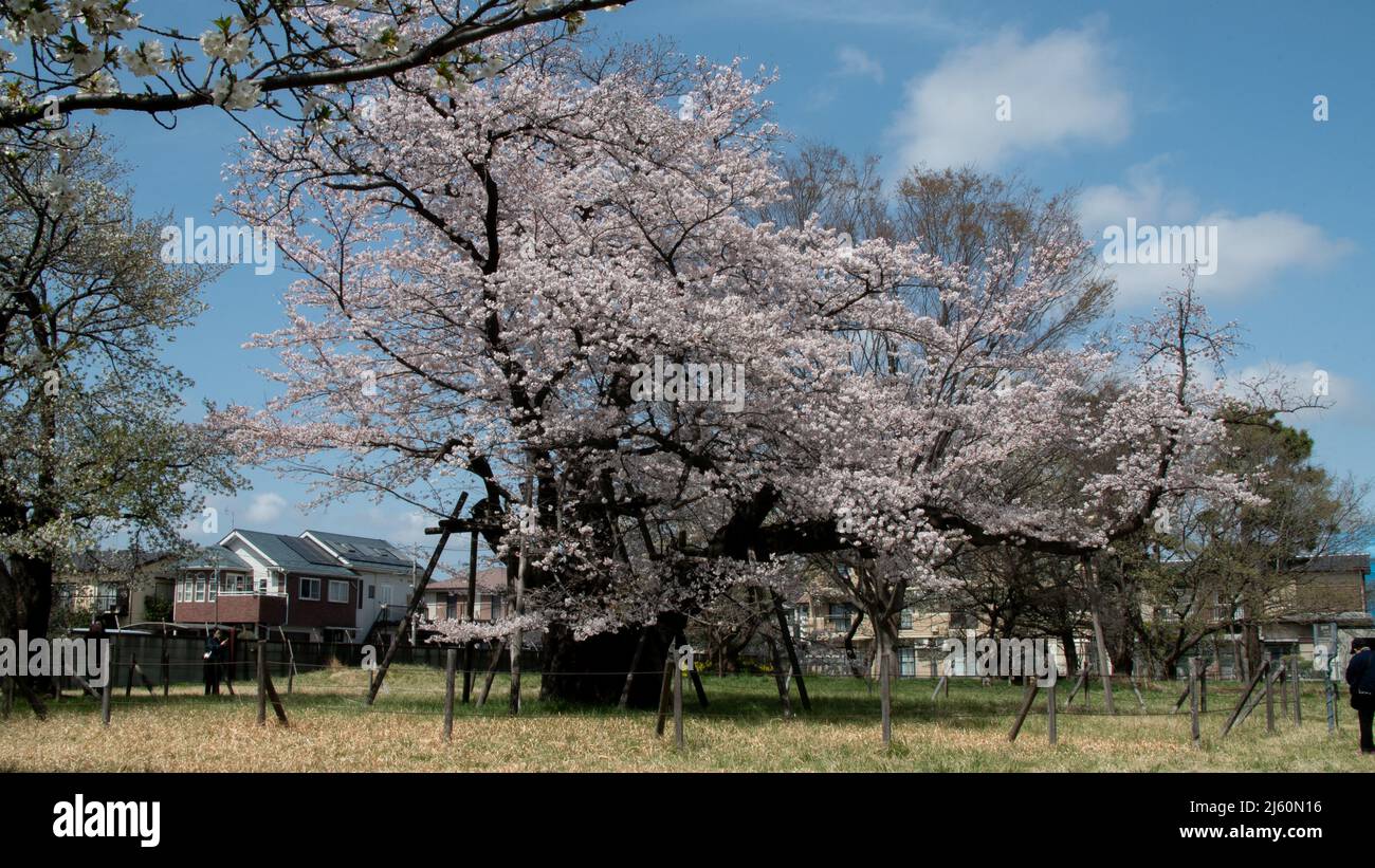 Sakura cherry blossom tree with stakes to support in Japan Stock Photo