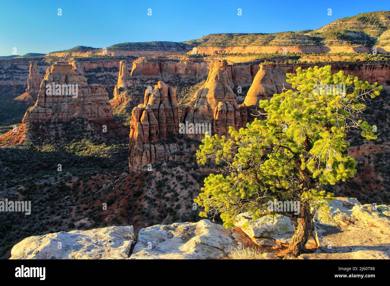 Pinyon pine at Grand View overlook in Colorado National Monument, Grand Junction, USA Stock Photo