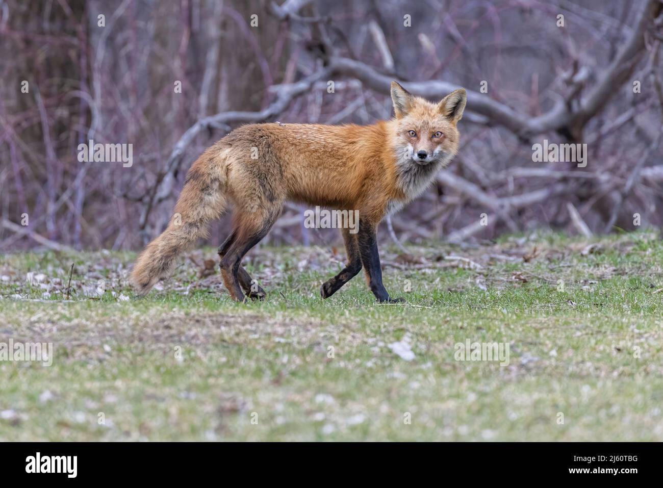 Red fox portrait Stock Photo