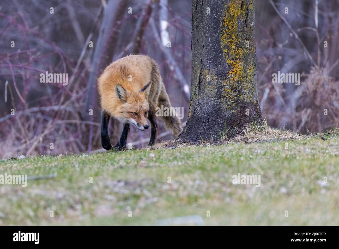 Red fox portrait Stock Photo