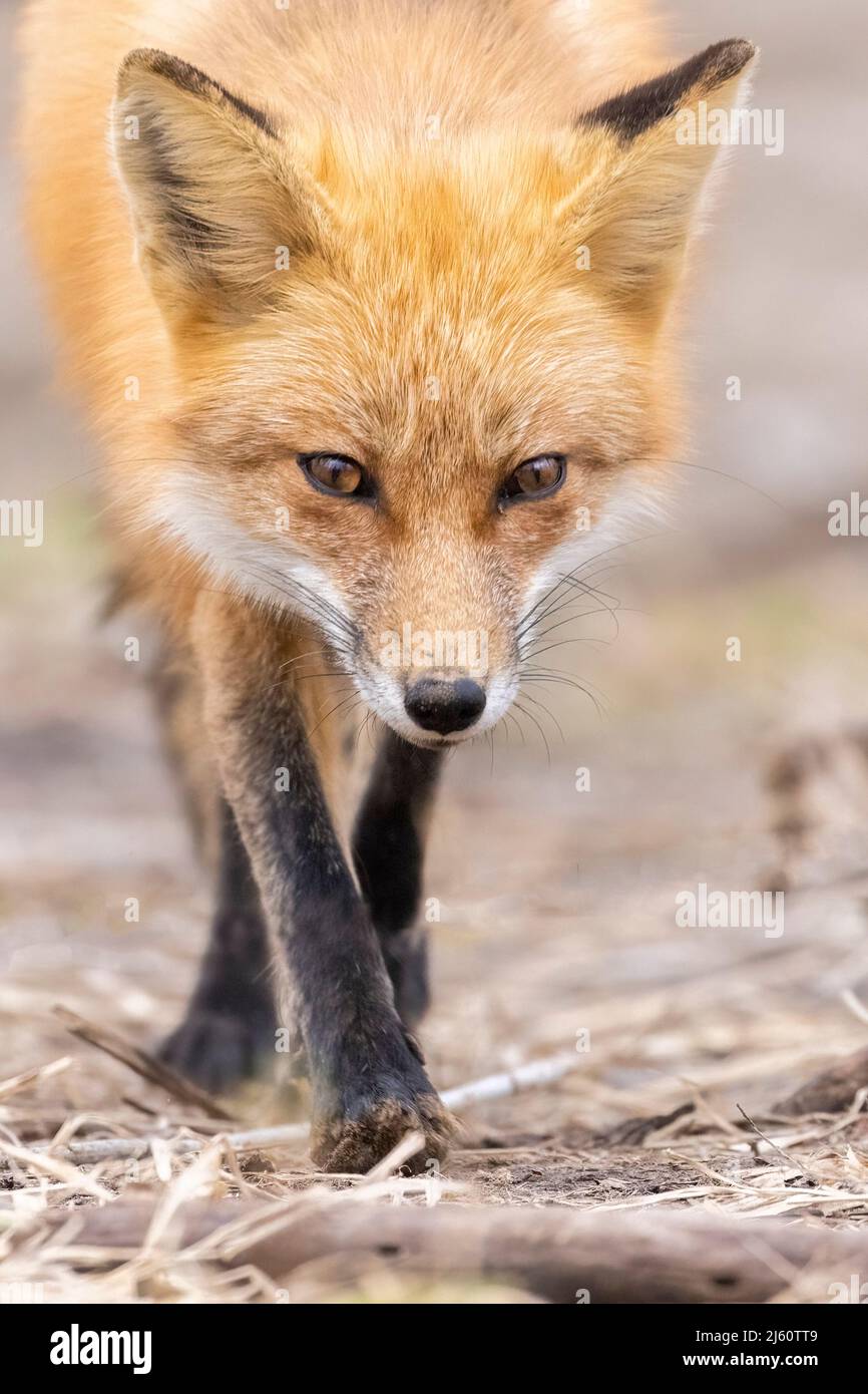 Red fox portrait Stock Photo