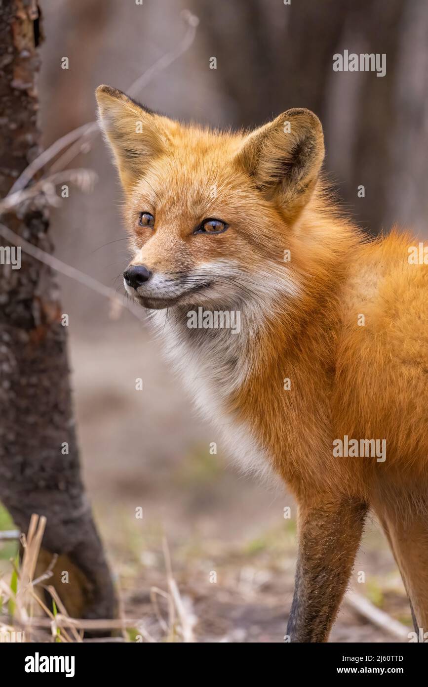 Red fox portrait Stock Photo - Alamy
