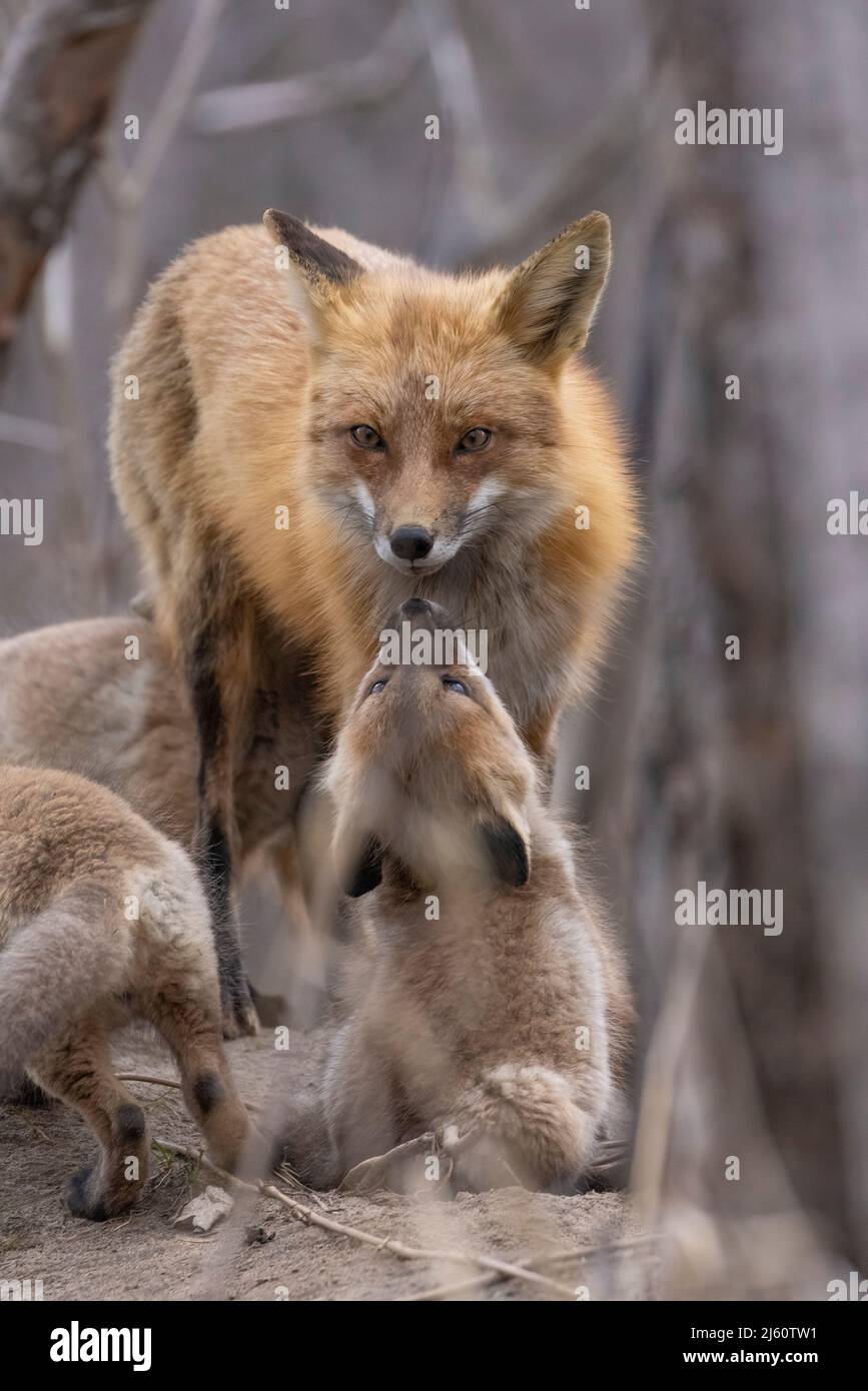 Red fox family in spring Stock Photo - Alamy