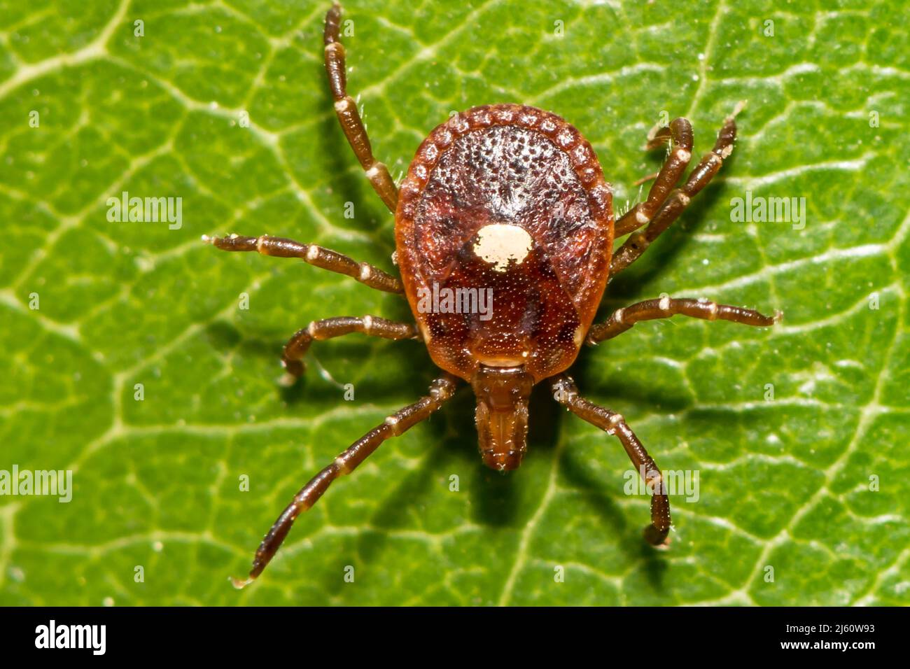 Lone Star Tick - Amblyomma americanum Stock Photo