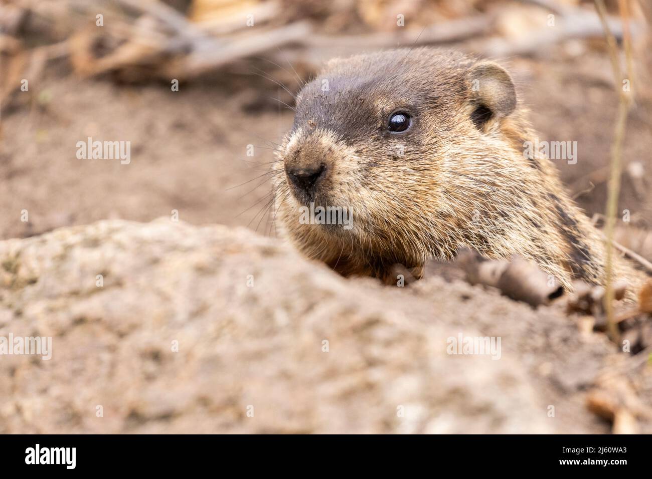 Groundhogs Habitat Hi res Stock Photography And Images Alamy