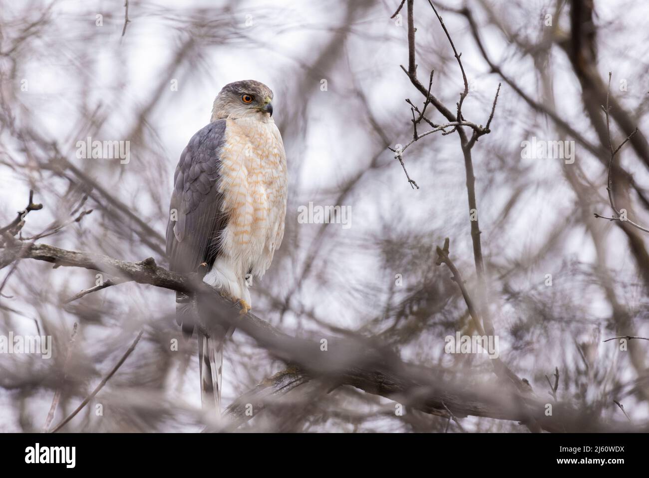 Adult female Cooper's hawk (Accipiter cooperii Stock Photo Alamy
